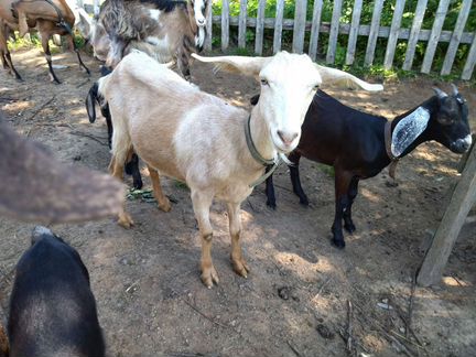 Нубийские козы дойные - фотография № 1