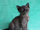 Бурманские котята из питомника объявление продам