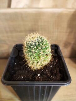 Кактус 3 разных сорта