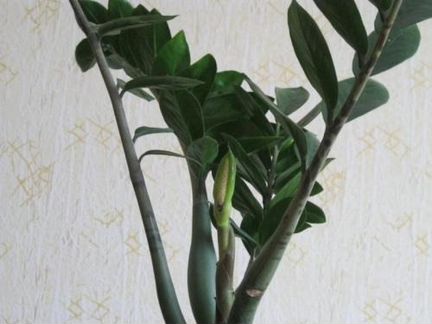 Замиокулькас -долларовое дерево 30,40,60,90 см