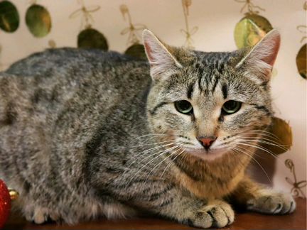 Кошечка Ёка