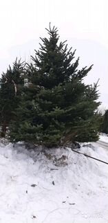 Саженцы ели колючей голубой 3,0-3,5м
