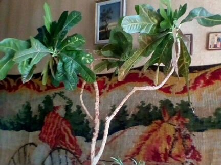 Кротон 115см