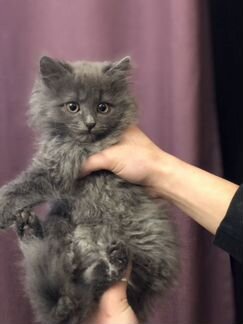 Котята от Бомбейской кошки и кота-британца