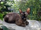 Кошка сфинкс-браш и котята
