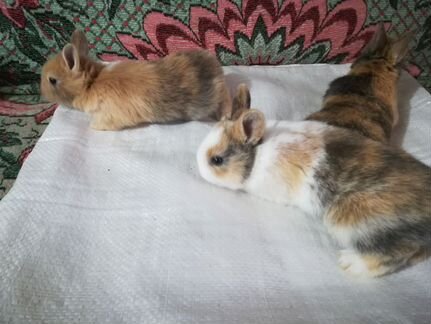 Крольчата