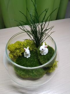 Флорариум-моссариум со мхом