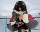 Кавказская овчарка щенки, кобели объявление продам