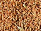 Пшеница кормовая в мешках объявление продам