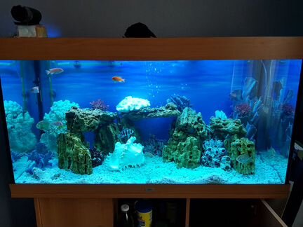 Оформление и обслуживание аквариумов