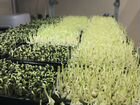 Готовый бизнес выращивание микрозелени, цветов