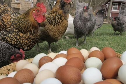 Бизнес на птице и яйце