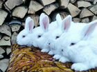 Кролики нзб, бургундская объявление продам