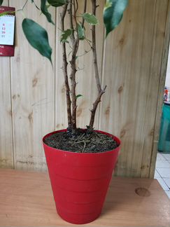 Бенджамина