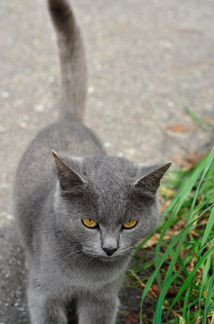 Красивая кошечка-метис