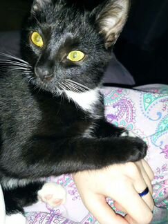 Кошка