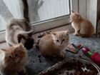 Кошки ищут дом объявление продам