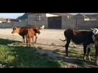 Корова с теленком объявление продам