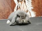 Кролик минилоп голландский вислоухий баран