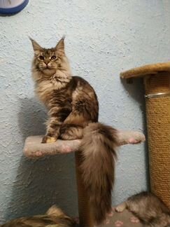 Мейн-кун котята