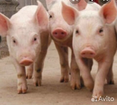 Зачем поросятам дают красный кирпич