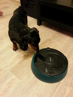 Кормушка автоматическая для собак