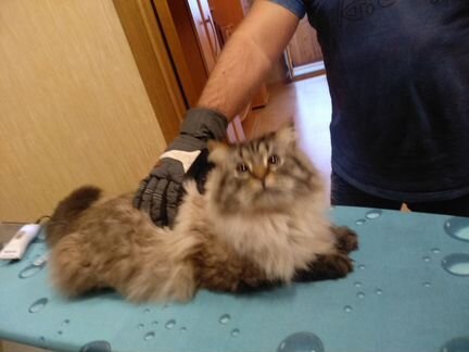 Стрижка кошек и собак