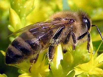 Свердловская область пчелы