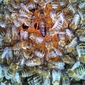 Пчеломатки породы Карника