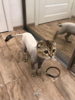 Стрижка кошек и собак