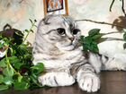 Шотландский кот вязка (скоттиш фолд)