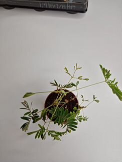 Мимоза стыдливая д6