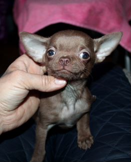 Чихуахуа Шоко брат 3