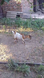 Продается дойная камерунская коза и козлик на плем - фотография № 4