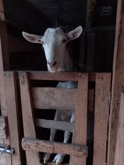 Альпийско-зааненская коза - фотография № 3