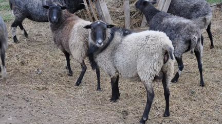 Овцы и бараны романовской породы на развод