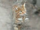 Котик Тигруля ищет дом