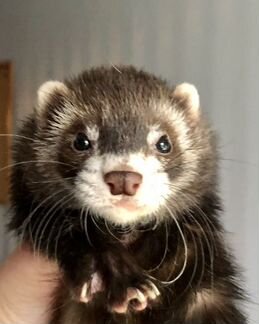 Клубный хорек