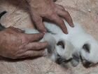 Тайские котята в добрые руки объявление продам