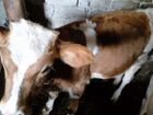 Корова дойная стельная и бычки