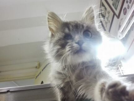 Фунтику сложно найти дом