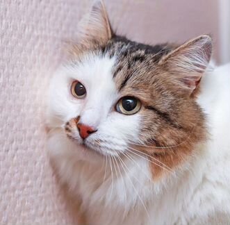 Кошка
