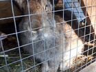 Кролики 6мес.цена за шт объявление продам