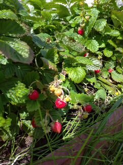 Мелкоплодная садовая земляника