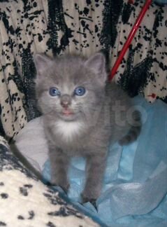 Котята от Русской голубой кошки (смесь)
