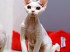 Взрослая кошка Девон-рекс объявление продам