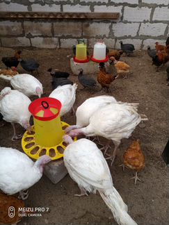 Домашнее мясо птицы